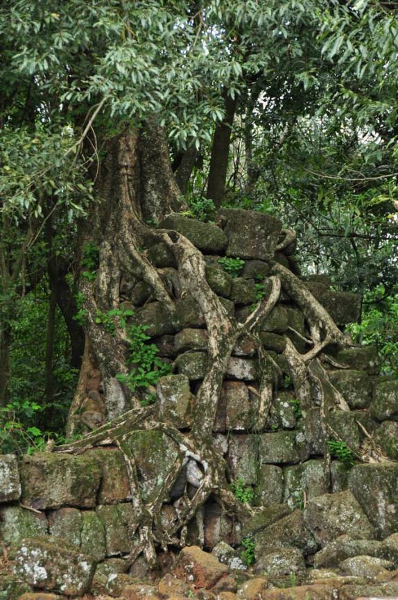 Uma figueira cresce sobre as ruínas da antiga Missão em São Miguel das Missões, no Rio Grande do Sul